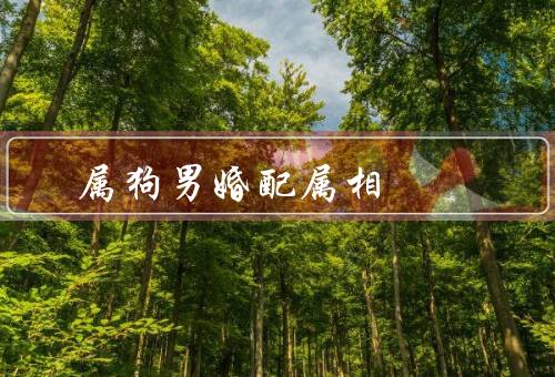 属狗男最佳婚配属相，属兔／属马／属猪