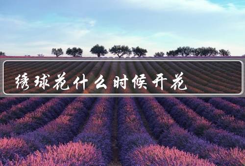 绣球花什么时候开花，开花时间／特点／栽培和养护