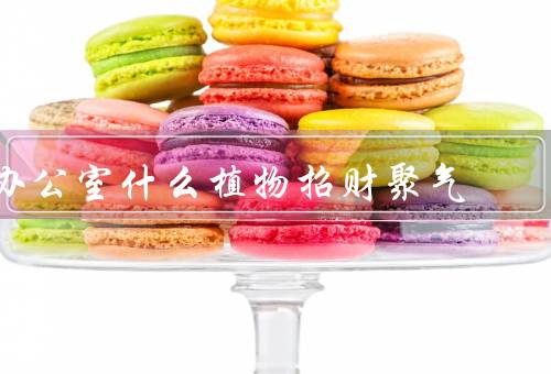 办公室什么植物招财聚气（绿萝、吊兰、金钱树）