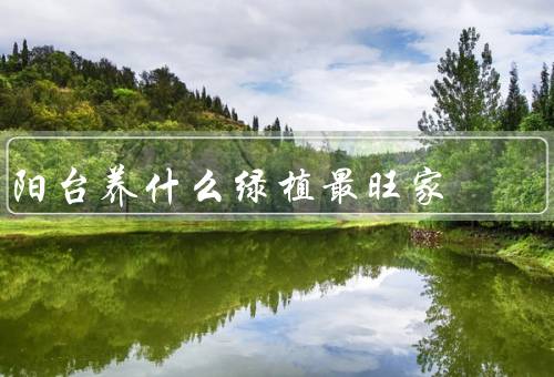 阳台养什么绿植最旺家（养什么绿植最旺家？／绿植的养护技巧）