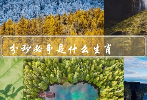 分秒必争是什么生肖（鼠年特点／分秒必争的意义／如何分秒必争）