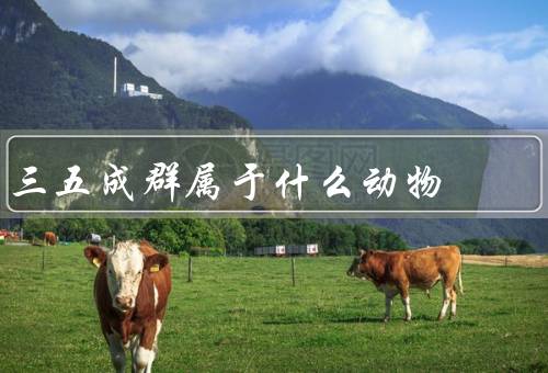 三五成群属于什么动物，三五成群的定义／鸟类中的三五成群