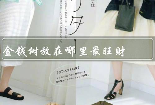 金钱树放在哪里最旺财，阳光充足的地方／财位的方向／富贵角落