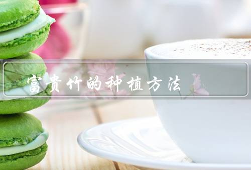 富贵竹的种植方法（选购富贵竹、准备种植容器、种植与养护）