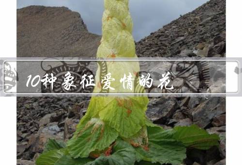 10种象征爱情的花，玫瑰、康乃馨、郁金香