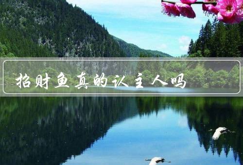 招财鱼真的认主人吗，认主人的传说／科学解释／个人经验