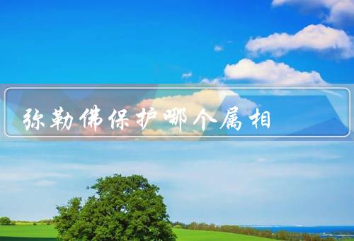 弥勒佛保护哪个属相（猴年属相／兔年属相／龙年属相）