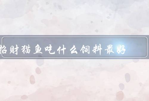 招财猫鱼吃什么饲料最好，鱼粮／活饵／自制饲料
