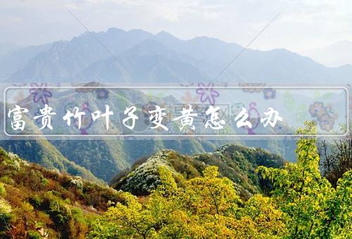 富贵竹叶子变黄怎么办，光线不足、水分管理不当、营养不足
