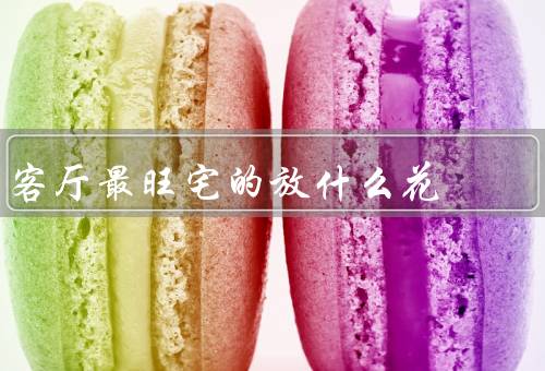 客厅最旺宅的放什么花，绿萝、仙人掌、康乃馨