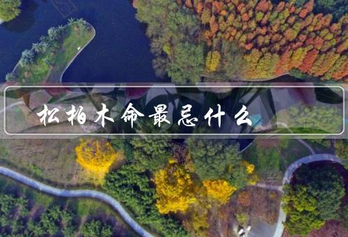 松柏木命最忌什么，自满／耐心／坚持