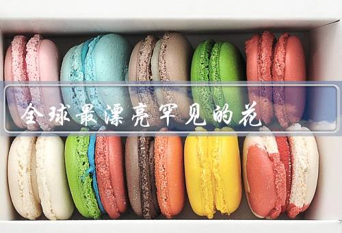 全球最漂亮罕见的花，百合花／鸢尾花／万寿菊