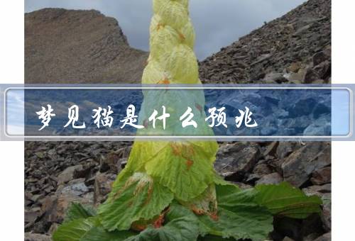 梦见猫是什么预兆，跳上床、被追赶、咬人