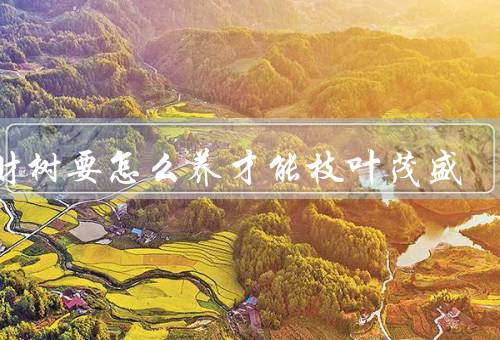 发财树要怎么养才能枝叶茂盛，适宜的光照、适度的浇水