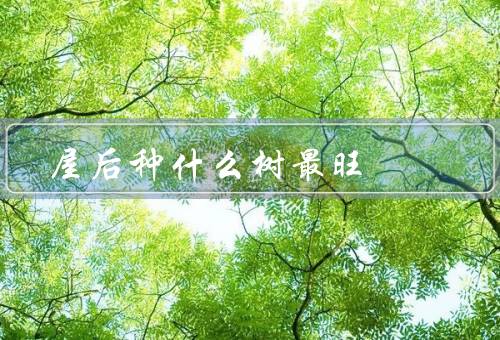 屋后种什么树最旺，土壤条件／阳光照射／空间大小