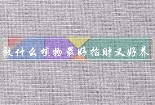 家里放什么植物最好招财又好养，吊兰、金钱树、文竹