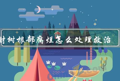 发财树根部腐烂怎么处理救治，腐烂原因／处理方法／预防措施