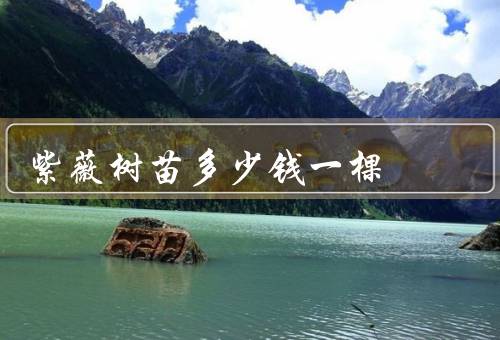 紫薇树苗多少钱一棵，地区而异／品种而异／行情