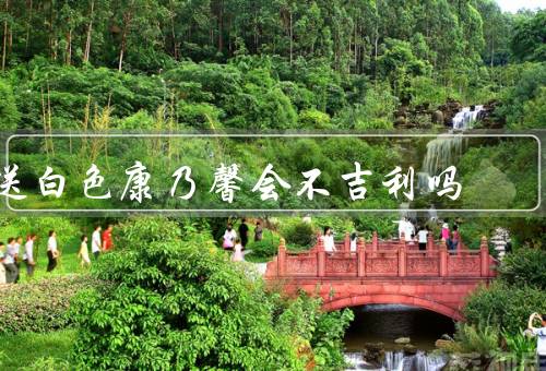 送白色康乃馨会不吉利吗（送白色康乃馨象征纯洁与无暇）