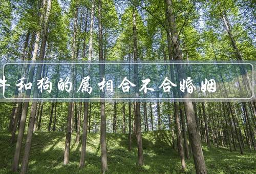 牛和狗的属相合不合婚姻，相性／性格特点／相互补充