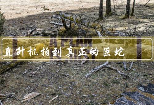 直升机拍到真正的巨蛇（神秘的出现／引发猜测／科学解释）