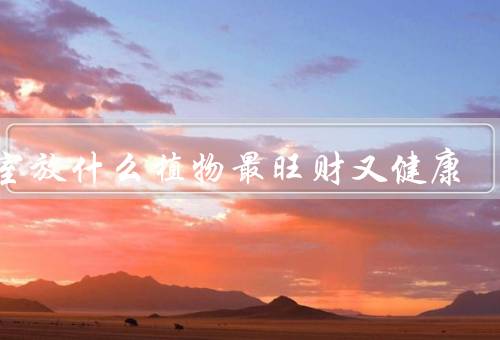 卧室放什么植物最旺财又健康（卧室放什么植物最旺财又健康）