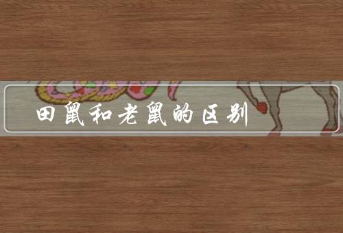 田鼠和老鼠的区别（外貌／生活习性／食物来源）