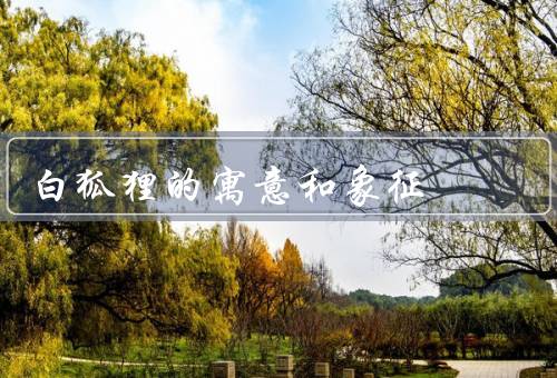 白狐狸的寓意和象征（智慧与灵性／美丽与诱惑／改变与转变）