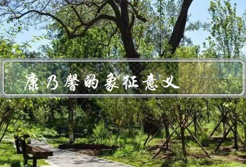 康乃馨的象征意义（花语／历史渊源／文化意义）