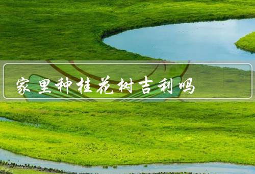 家里种桂花树吉利吗，象征意义／美丽与品味／护理与注意事项