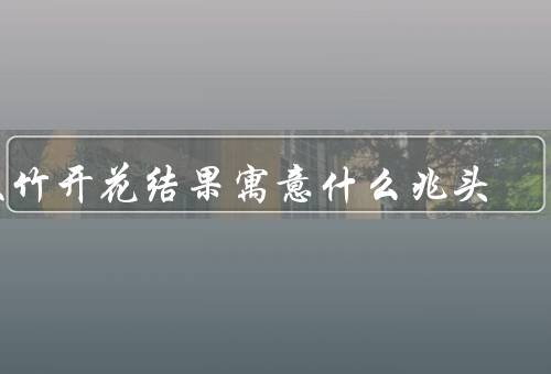 文竹开花结果寓意什么兆头，特点、寓意、兆头