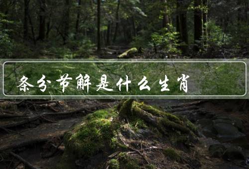 条分节解是什么生肖（属鼠的人／牛的人／虎的人）