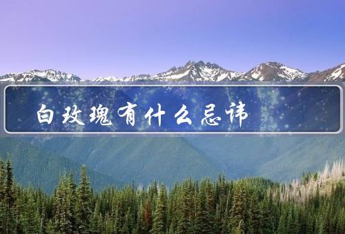 白玫瑰有什么忌讳（花束中单独使用、在悼念场合使用）