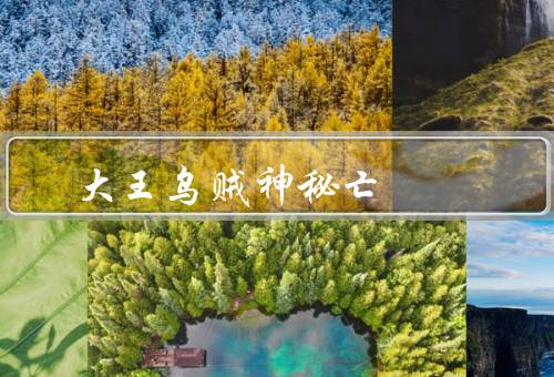 大王乌贼神秘死亡（生活习性、神秘亡的、亡的原因推测）