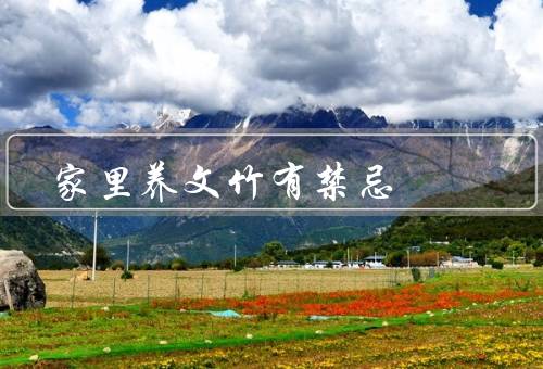 家里养文竹有风水禁忌（摆放位置／数量／养护）