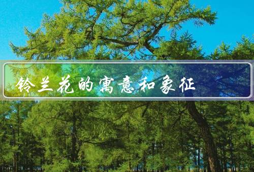 铃兰花的寓意和象征，纯洁、祝福、坚韧