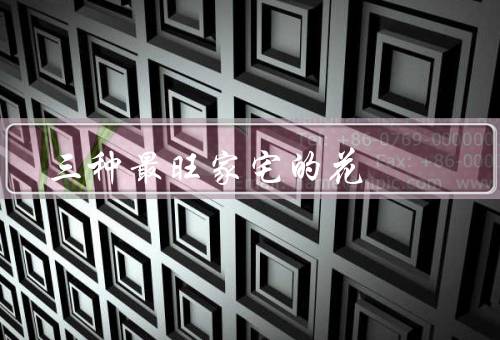 三种最旺家宅的花（牡丹／蔷薇／兰花）