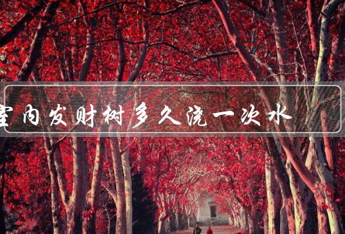 室内发财树多久浇一次水，频率、注意事项、总结