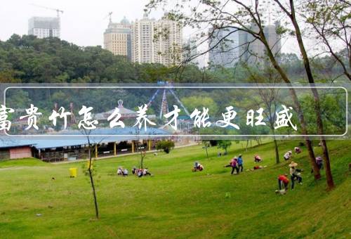 富贵竹怎么养才能更旺盛（适宜的生长环境／合理的浇水和施肥）
