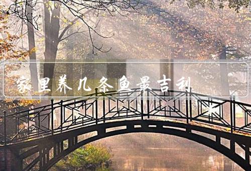 家里养几条鱼最吉利（数量／颜色／摆放位置）
