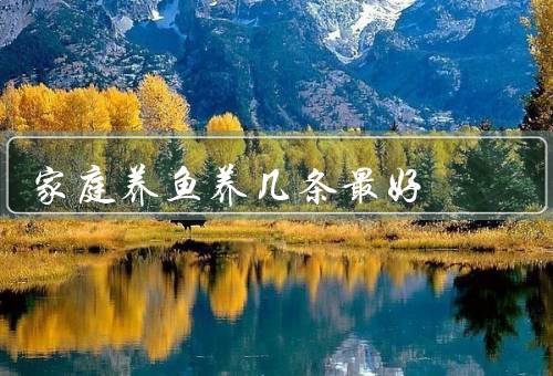 家庭养鱼养几条最好，养鱼的成本、鱼缸的大小、家庭时间和精力