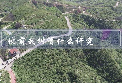 坟前栽树有什么讲究，树种选择／时间／方式