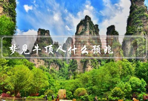 梦见牛顶人什么预兆