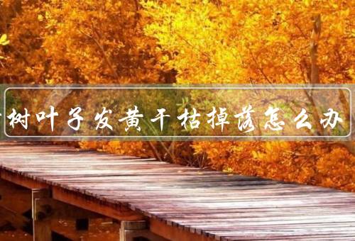 招财树叶子发黄干枯掉落怎么办（土壤调理／适当修剪／光照管理）