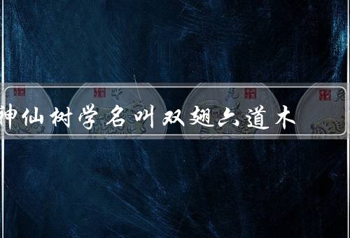 神仙树学名叫双翅六道木，特点／养殖方法／药用价值