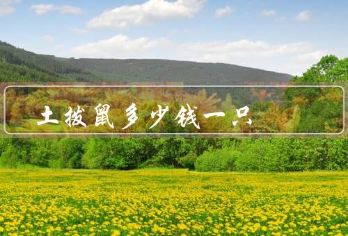 土拨鼠多少钱一只，价格、养殖条件、喂养和照顾