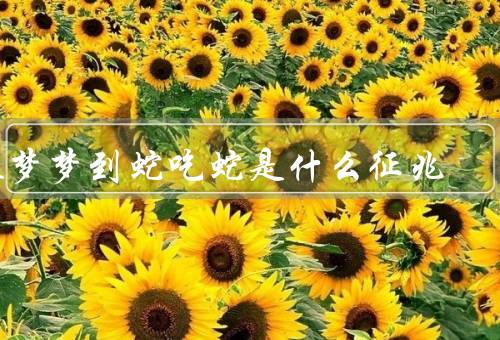 做梦梦到蛇吃蛇是什么征兆（蛇的象征意义／内心的矛盾与挣扎）