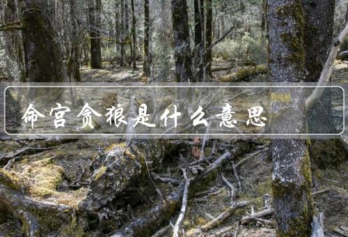 命宫贪狼是什么意思（基本含义、不同状态、影响）