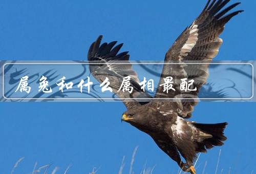 属兔和什么属相最配，性格特点／与属羊的人最配