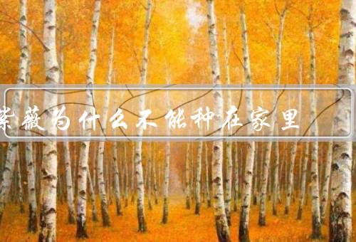 紫薇为什么不能种在家里（生长环境／空气流通／空间限制）